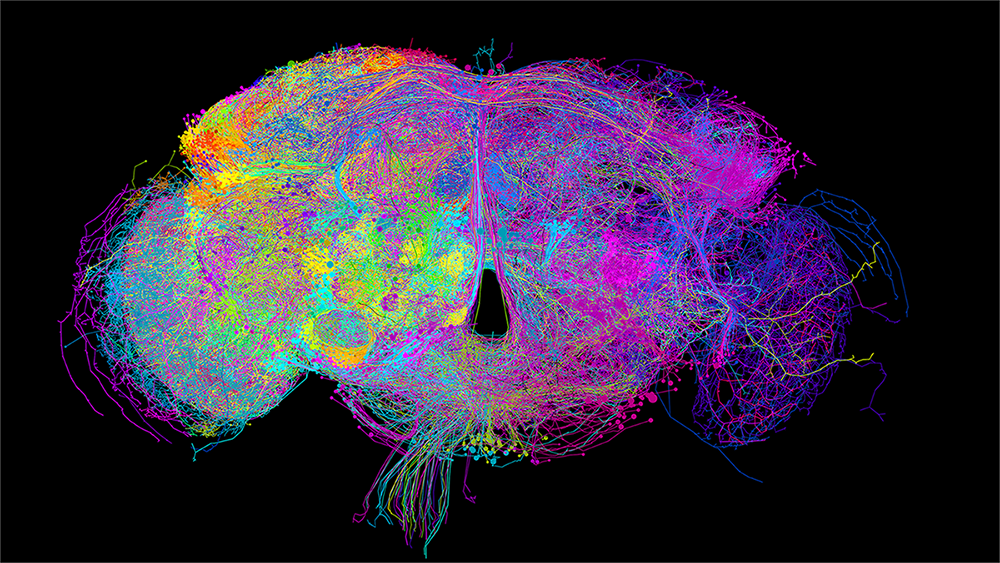 Image for "Topological and Dynamical Analysis of Brain Connectomes"
