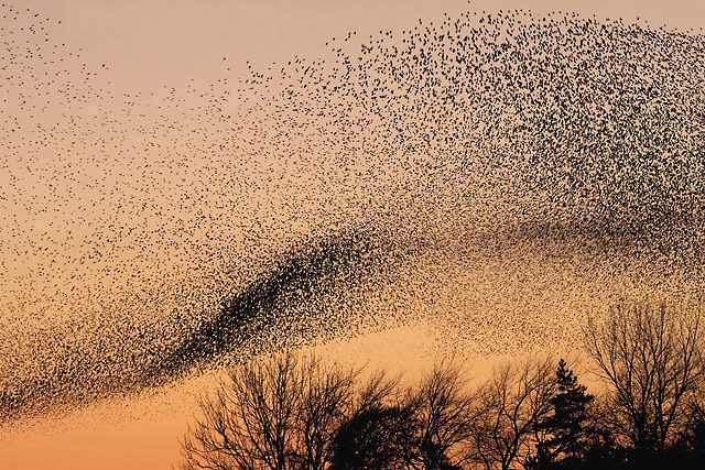 Murmuration of birds