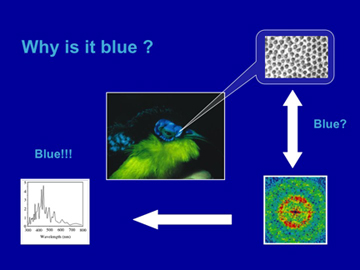 Image for "Public Lecture: The Beautiful Mathematically Ordered Colors of Birds"